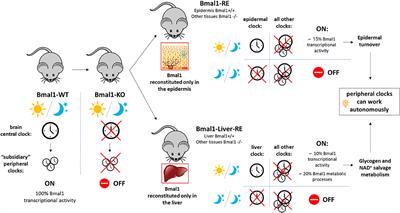 “Defining the Independence of the Liver Circadian Clock” & “BMAL1-Driven Tissue Clocks Respond Independently to Light to Maintain Homeostasis”